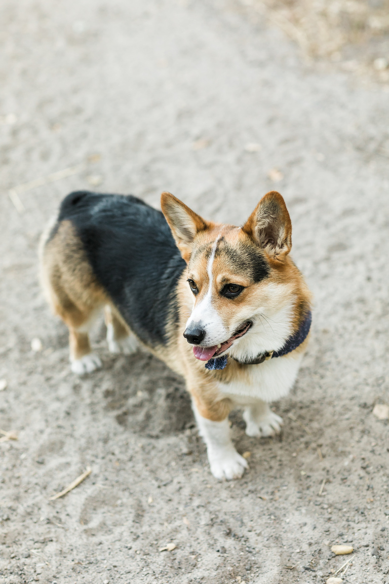 Corgi at Amanda Garcia Equestrian session with California Equine Photographer, Elizabeth Hay Photography.