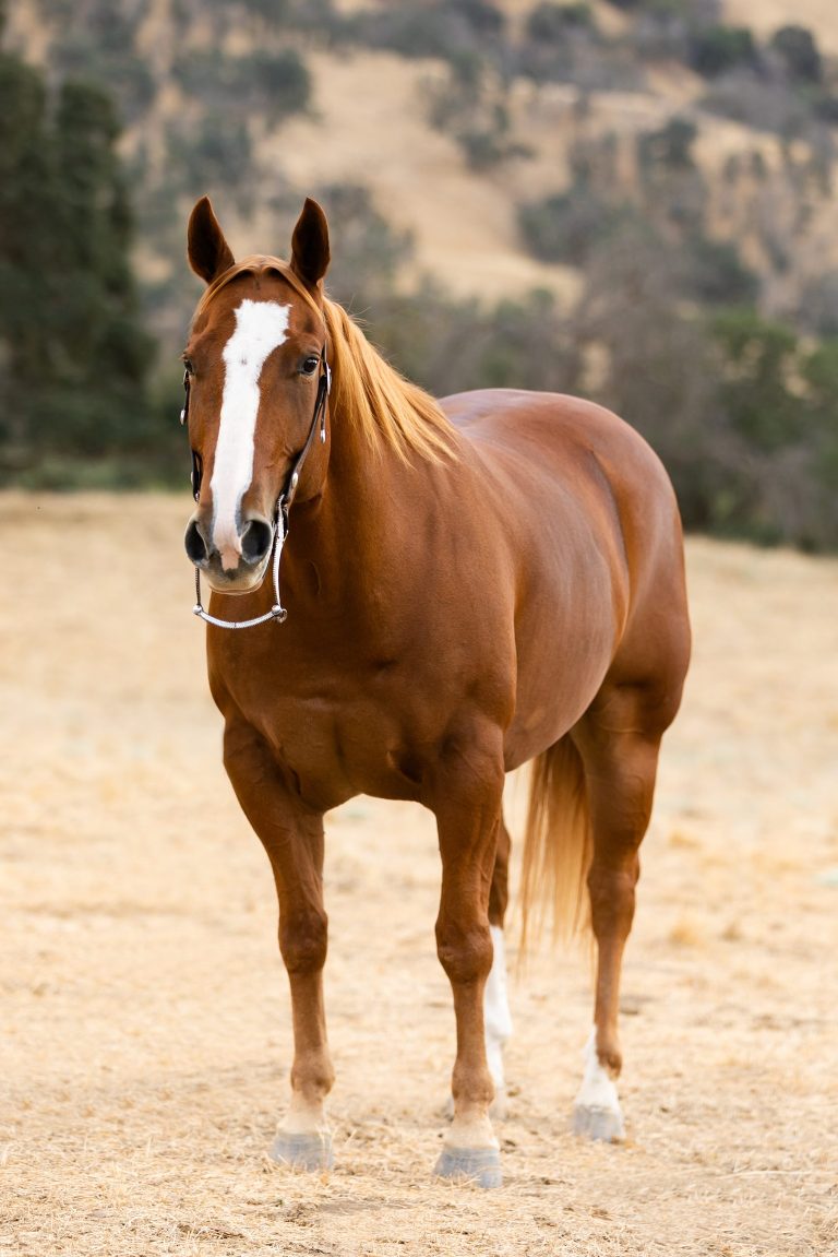 Art of the Cowgirl Sale Horse photo of sorrel gelding 
by Elizabeth Hay Photography