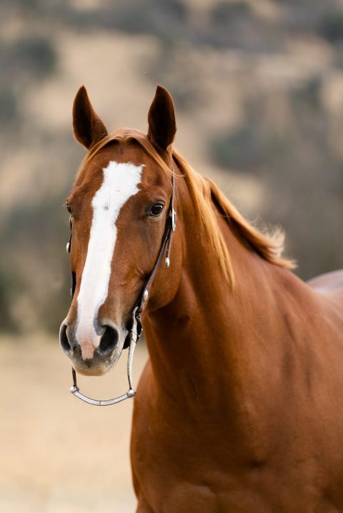 Headshot of bridle horse for the Art of the Cowgirl Sale in Arizona
