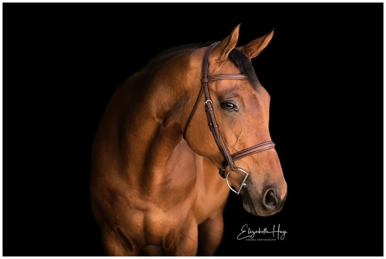 equine portraits by Elizabeth Hay Photography, California Equine Photographer
