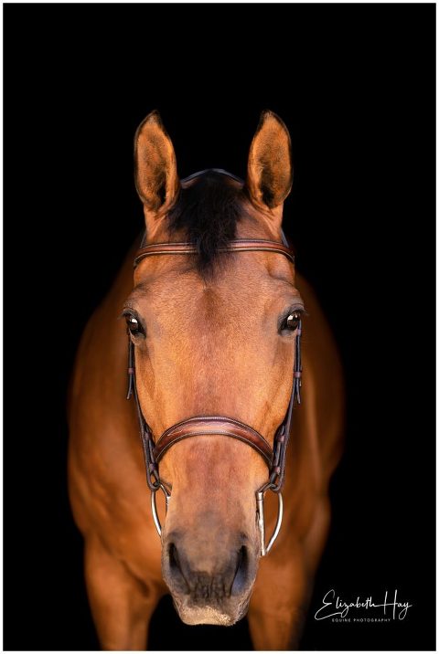 Equine Black Background portrait by Elizabeth Hay Photography
