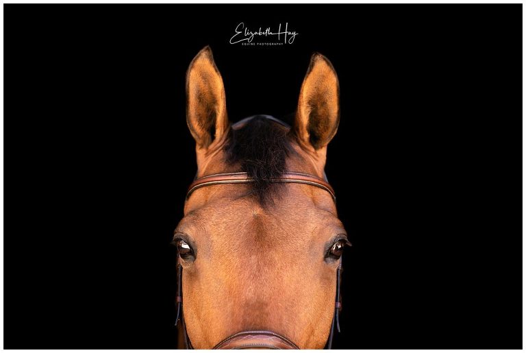 Black Background portrait of bay horse by Elizabeth Hay Photography
