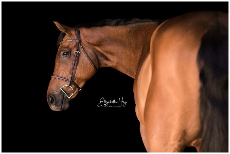Equine Black Background portrait by Elizabeth Hay Photography