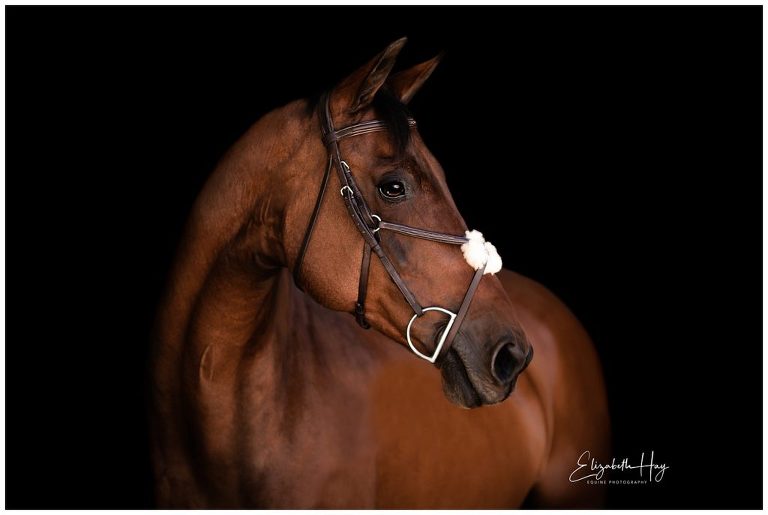 Equine Black Background portrait by Elizabeth Hay Photography, California Equine Photographer
