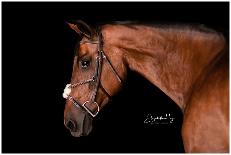 California Equine Photographer Elizabeth Hay at Los Osos Valley Equine Farm
