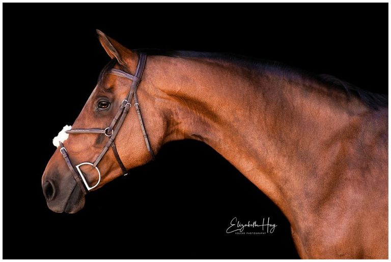 profile of Bay mare by California Equine Photographer Elizabeth Hay Photography
