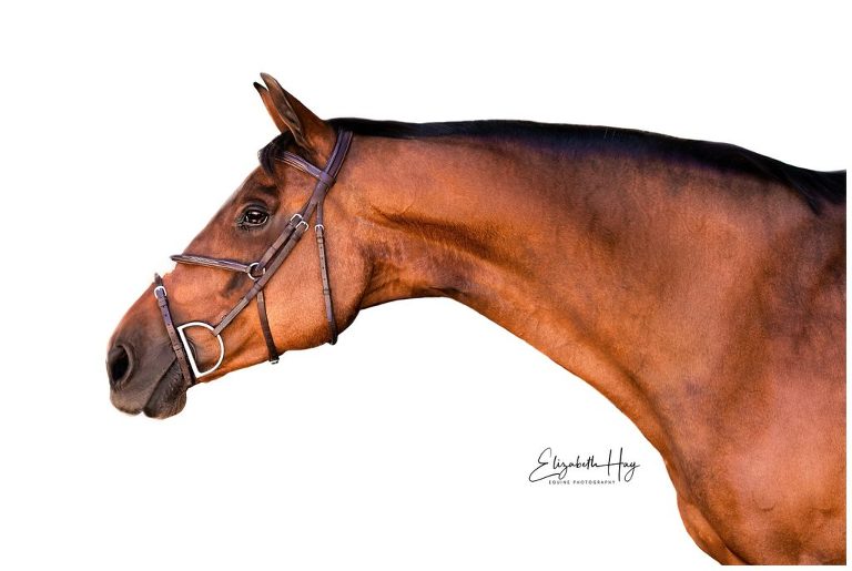 White Background portrait of English show jumping mare by Elizabeth Hay Photography