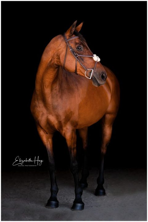 California Equine Photography black background portrait by Elizabeth Hay Photography 