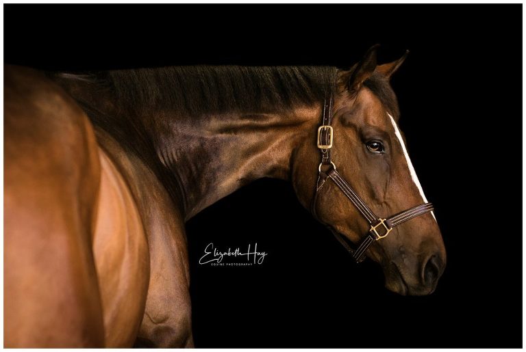 Los Osos Valley Equine farm equine black background portraits
