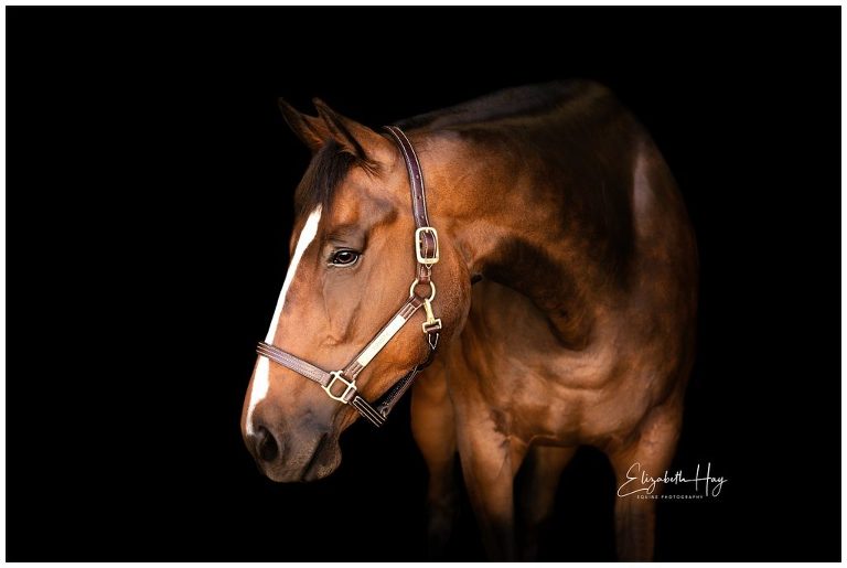 Equine Black Background portraits by California Equine Photographer Elizabeth Hay Photography
