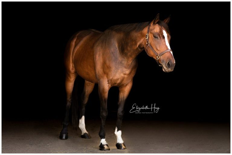 Bay gelding portrait by Elizabeth Hay Photography, California Equine Photographer