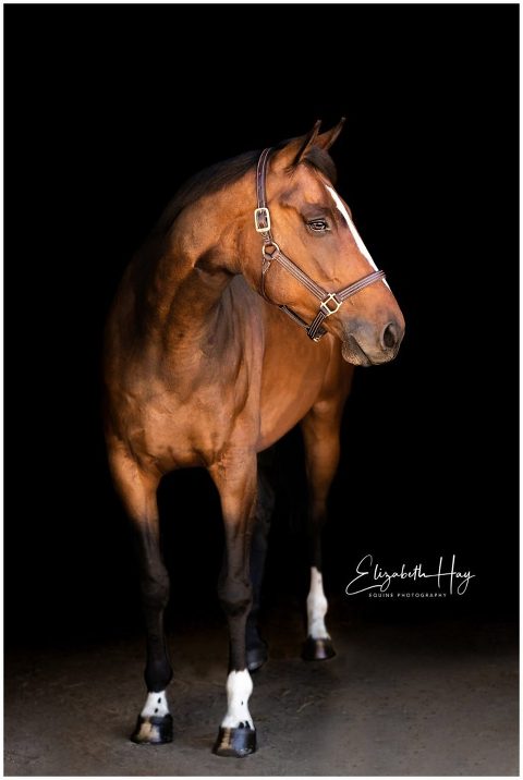 San Luis Obisop Equine Black Background portraits by Elizabeth Hay Photography
