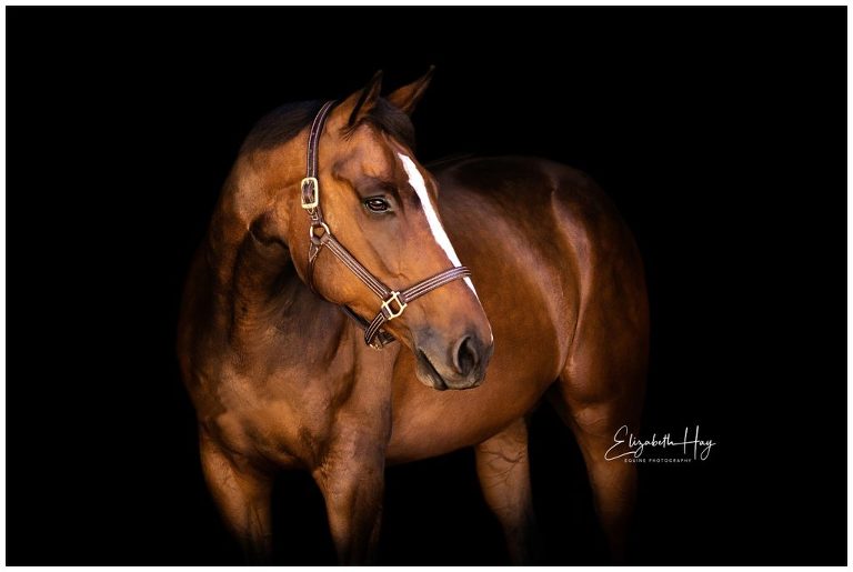 Off the track thoroughbred portrait by Elizabeth Hay Photography, a California Equine Photographer in San Luis Obispo.
