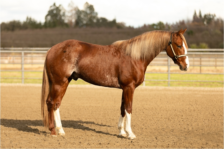 Sorrel gelding with white stockings and flaxen mane and tail by California Equine Photographer Elizabeth Hay Photography