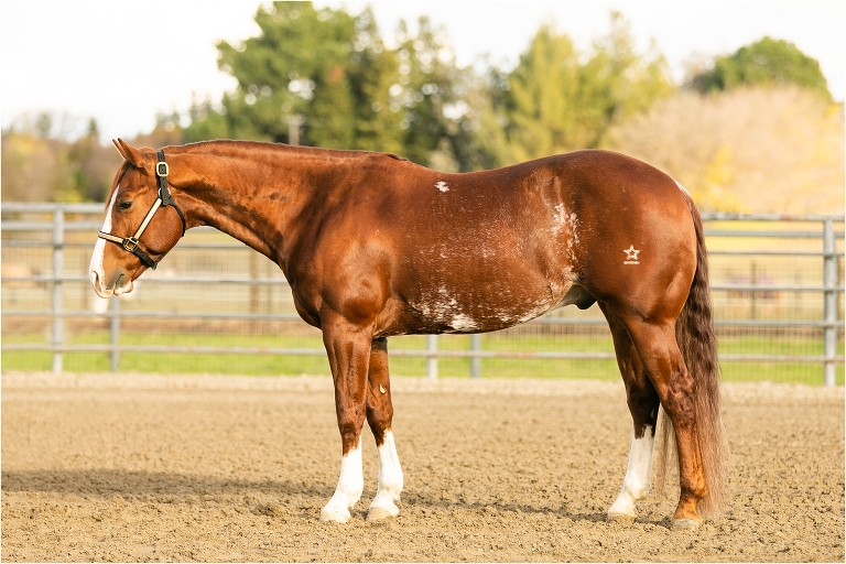 Quality Sale Horse Photos by Elizabeth Hay Photography for Edsall Performance Horses