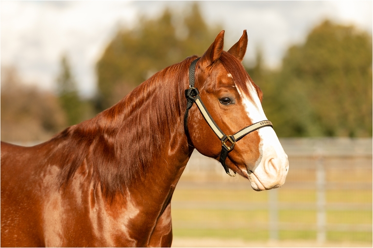 Chestnut Stallion from Edsall Performance Horses offered for sale photographed by Elizabeth Hay Photography