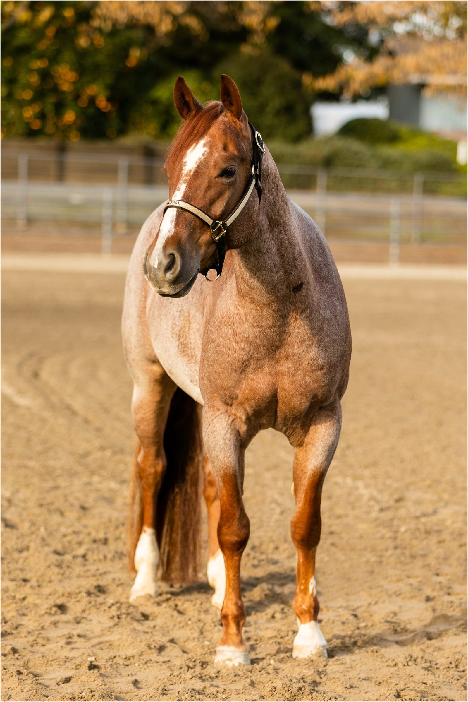 Professional Sale Horse Photos - Elizabeth Hay Photography