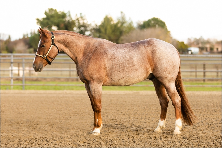 Conformation Sale Horse Photos of red roan gelding by California Equine Photographer Elizabeth Hay Photography
