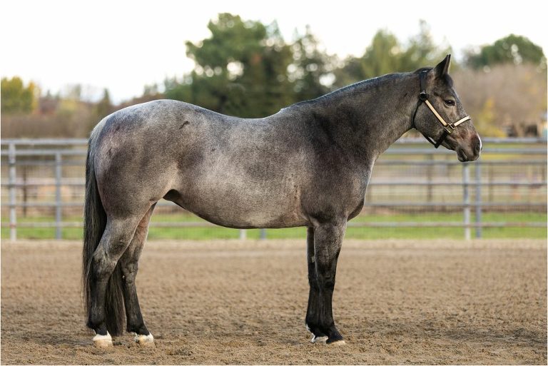 Blue roan mare conformation photos by Elizabeth Hay Photography