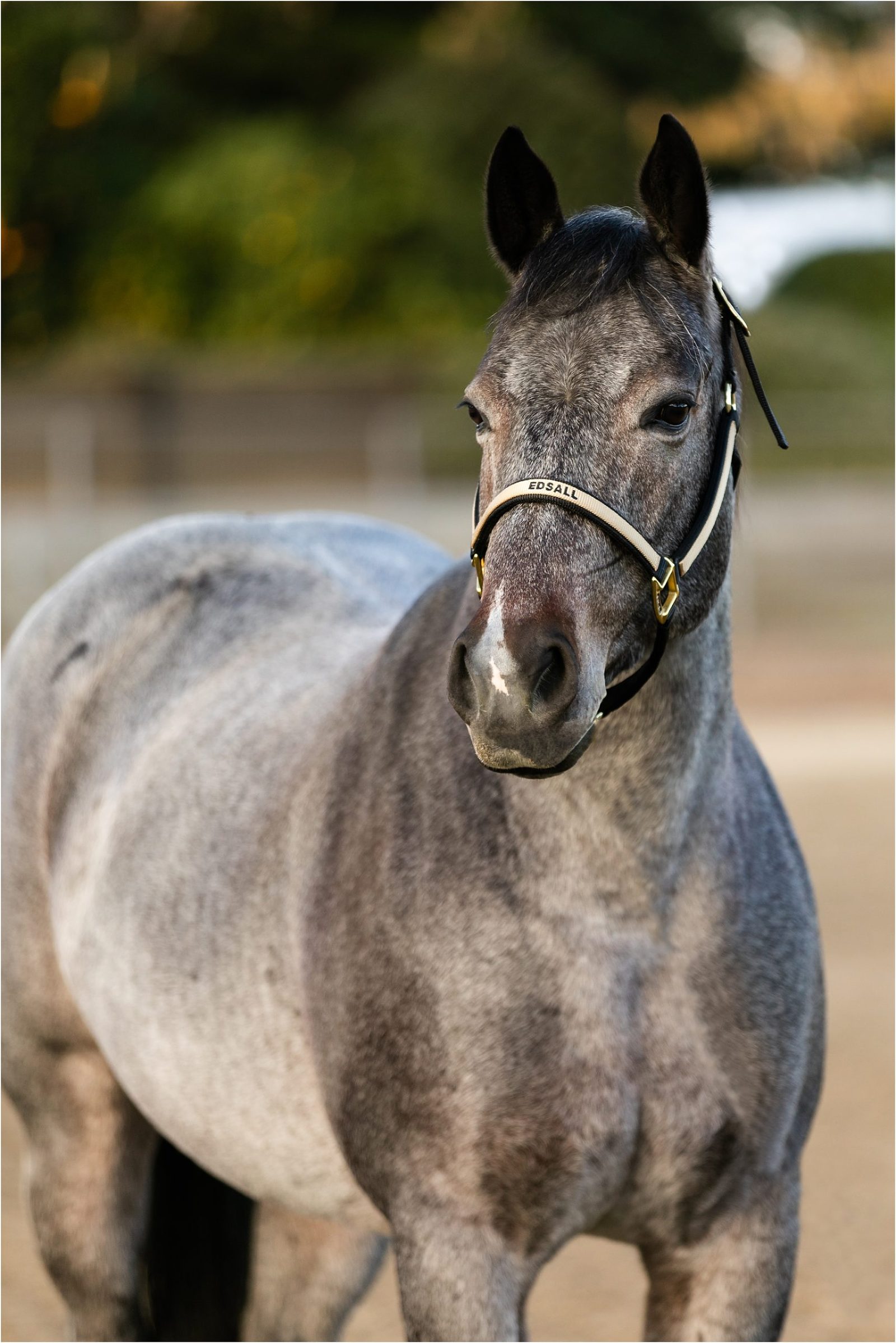 Professional Sale Horse Photos - Elizabeth Hay Photography