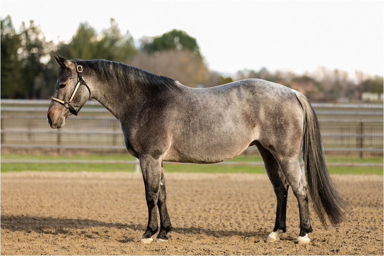 Blue roan mare conformation photos by Elizabeth Hay Photography for Edsall Performance Horses