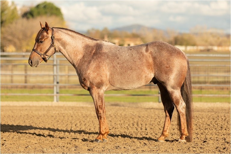 red roan gelding conformation photos by Elizabeth Hay Photography for Edsall Performance Horses