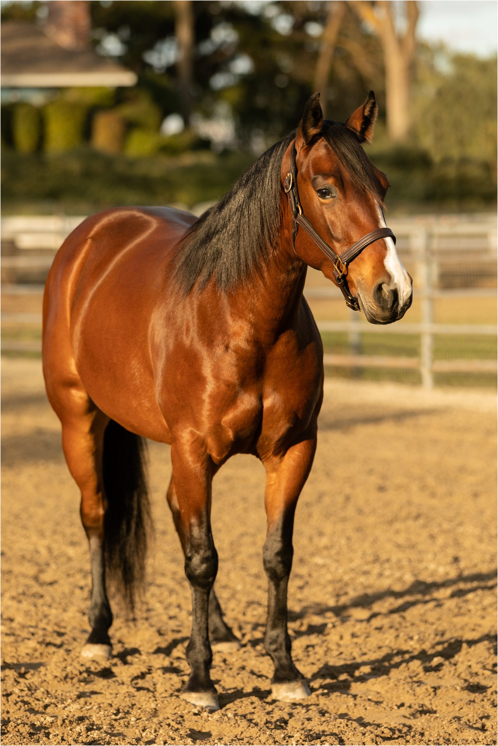 Professional Sale Horse Photos - Elizabeth Hay Photography