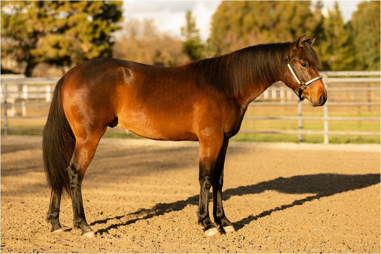 bay gelding conformation photos by Elizabeth Hay Photography for Edsall Performance Horses