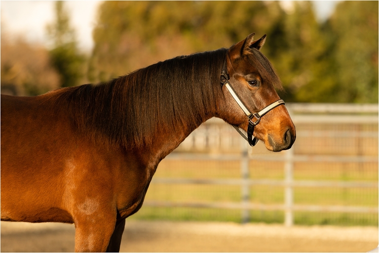 bay yearling conformation photos by Elizabeth Hay Photography for Edsall Performance Horses