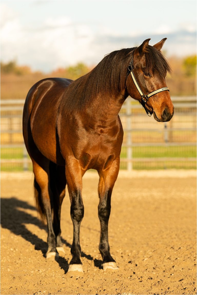 bay gelding conformation photos by Elizabeth Hay Photography for Edsall Performance Horses
