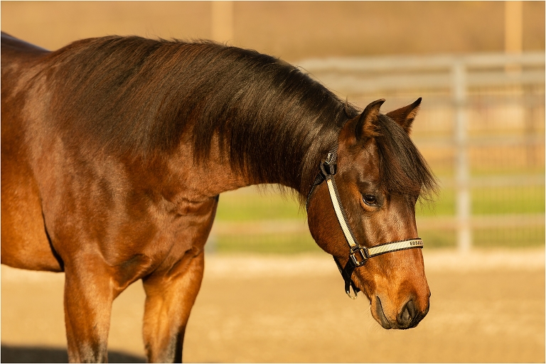 bay reining yearling conformation photos by Elizabeth Hay Photography for Edsall Performance Horses