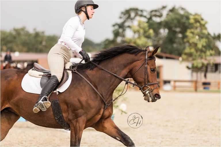 Show jumper by San Luis Obispo Equine Photographer Elizabeth Hay Photography