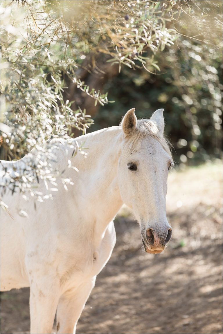 Andalusian mare standing in an olive tree grove by Elizabeth Hay Photography on a California Equine Photography trip to Spain. 
