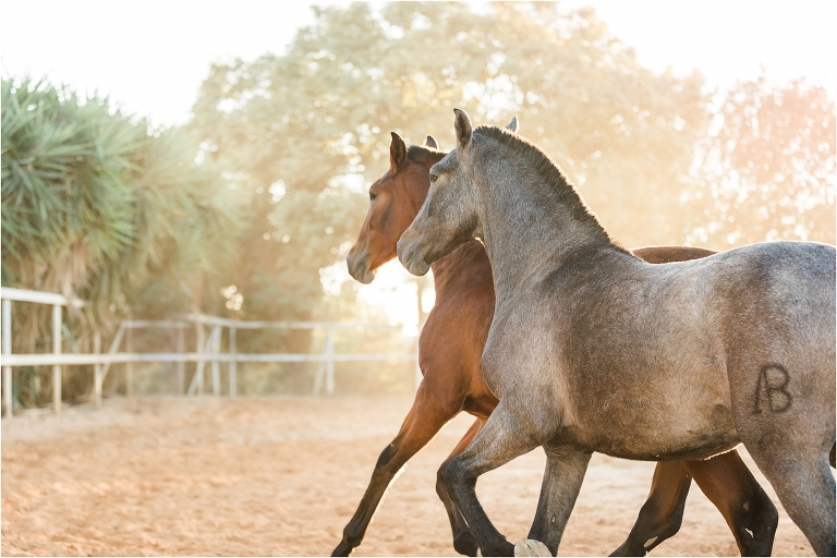 Andalusian yearlings image from a California Equine Photography trip with Elizabeth Hay