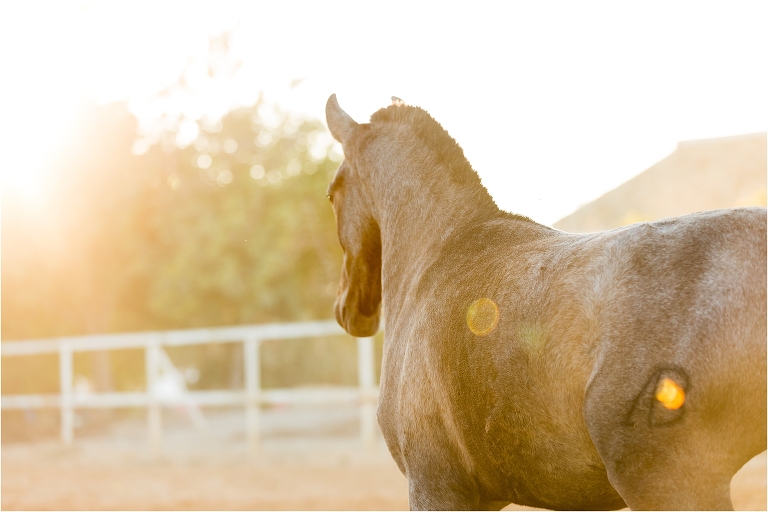 Andalusian colt image from a California Equine Photography trip with Elizabeth Hay