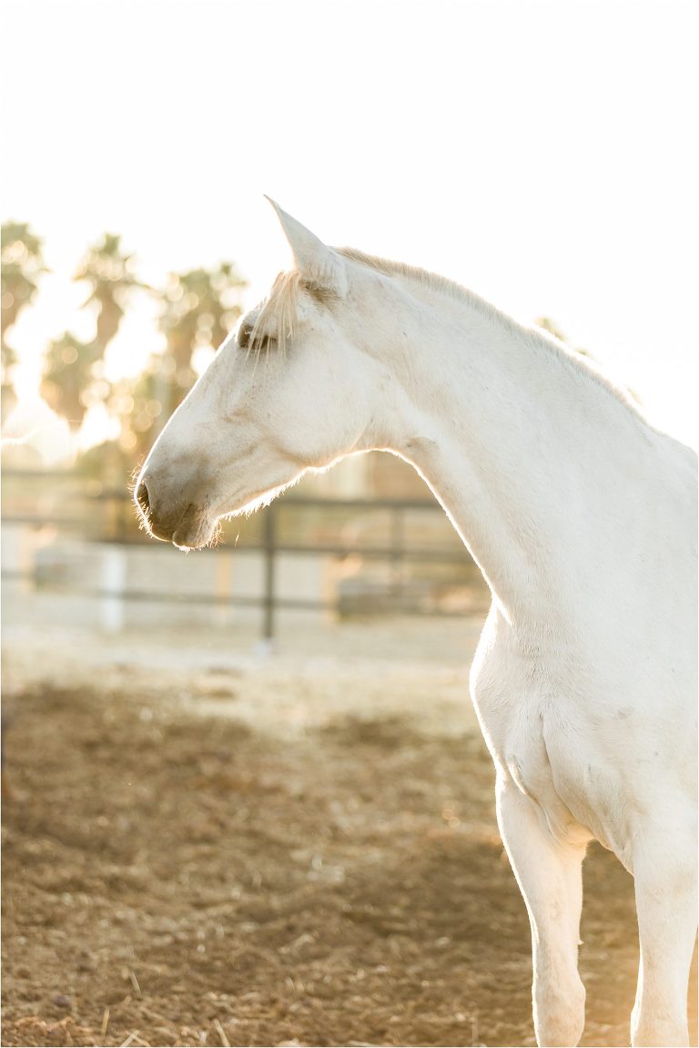 Andalusian mare image from a California Equine Photography trip with Elizabeth Hay
