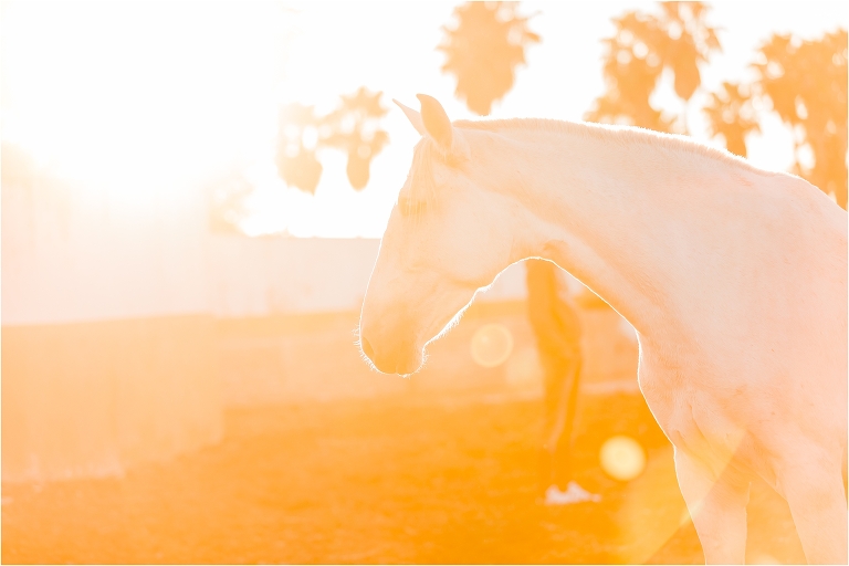 Andalusian horse image from a California Equine Photography trip with Elizabeth Hay
