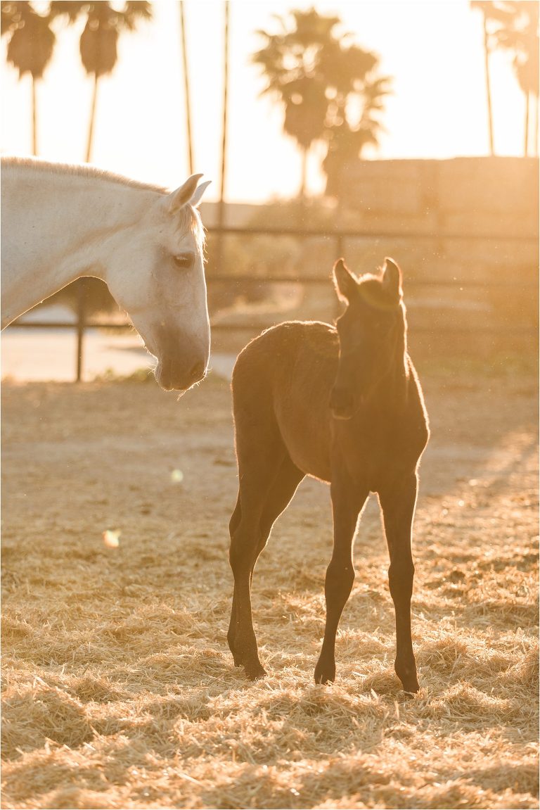 Andalusian baby horse image from a California Equine Photography trip with Elizabeth Hay