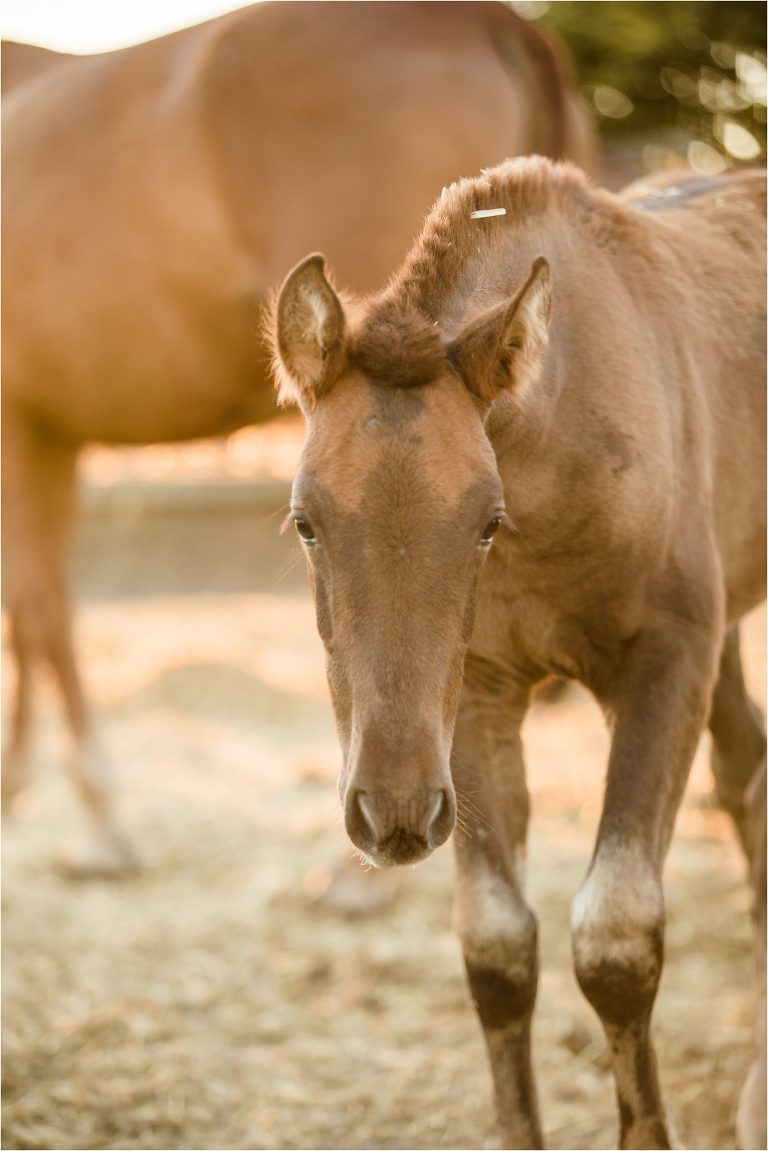 Andalusian foal from a California Equine Photography trip with Elizabeth Hay