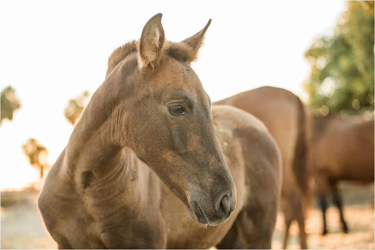 California Equine Photographer Elizabeth Hay Photography image of an Andalusian foal in Spain