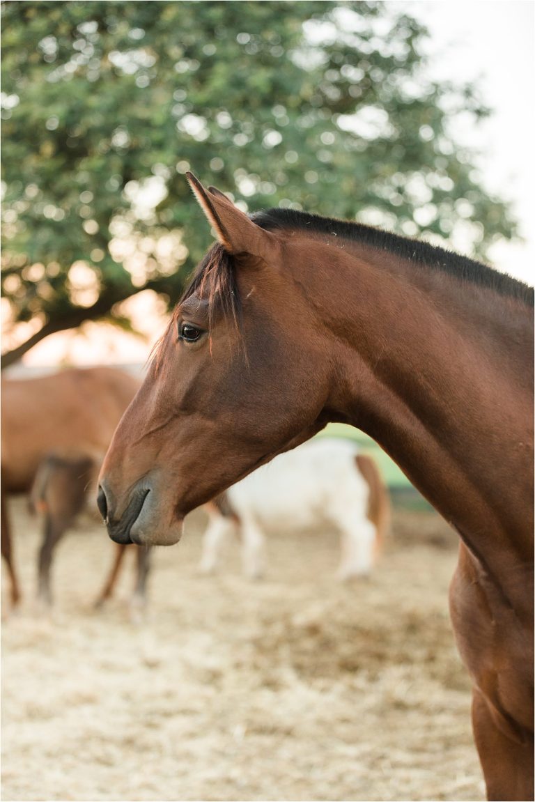 California Equine Photographer Elizabeth Hay Photography image of an Andalusian mare in Spain