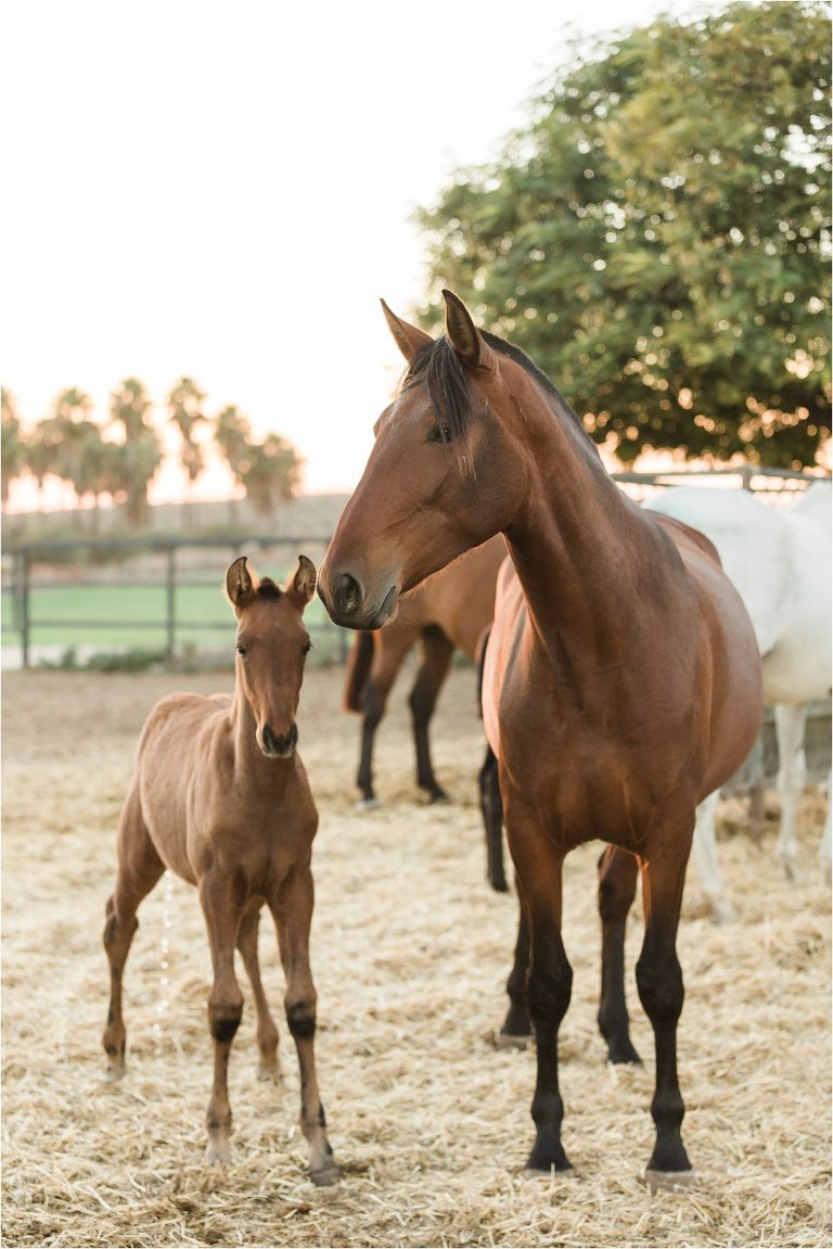 California Equine Photographer Elizabeth Hay Photography image of an Andalusian mare and foal in Spain