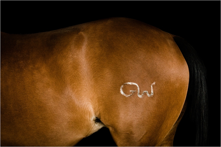 Ward Ranch bred NRCHA mare by California Equine Photographer Elizabeth Hay Photography