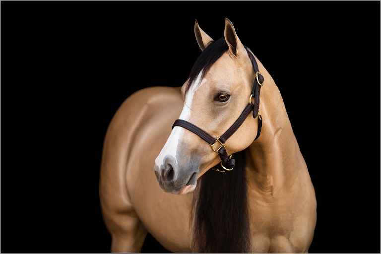 black background equine portrait of NRHA reining mare Dunnit N Chrome by Elizabeth Hay Photography