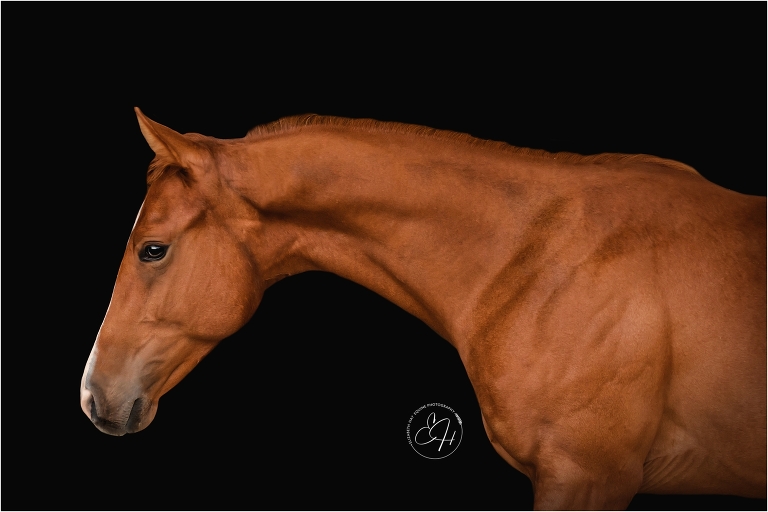 yearling filly equine black background portrait