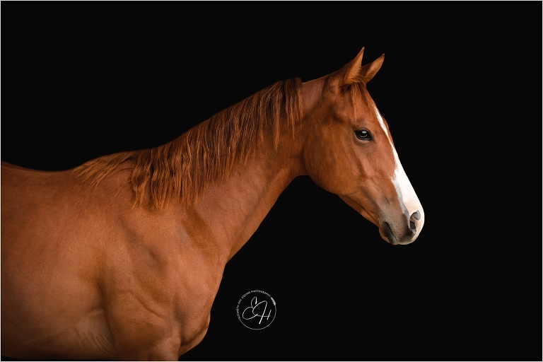 sorrel yearling mare 