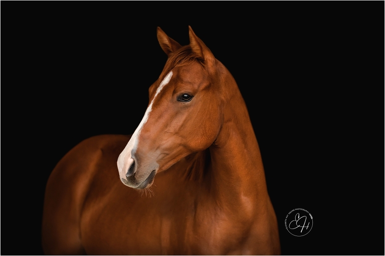 chestnut yearling mare equine black background portrait