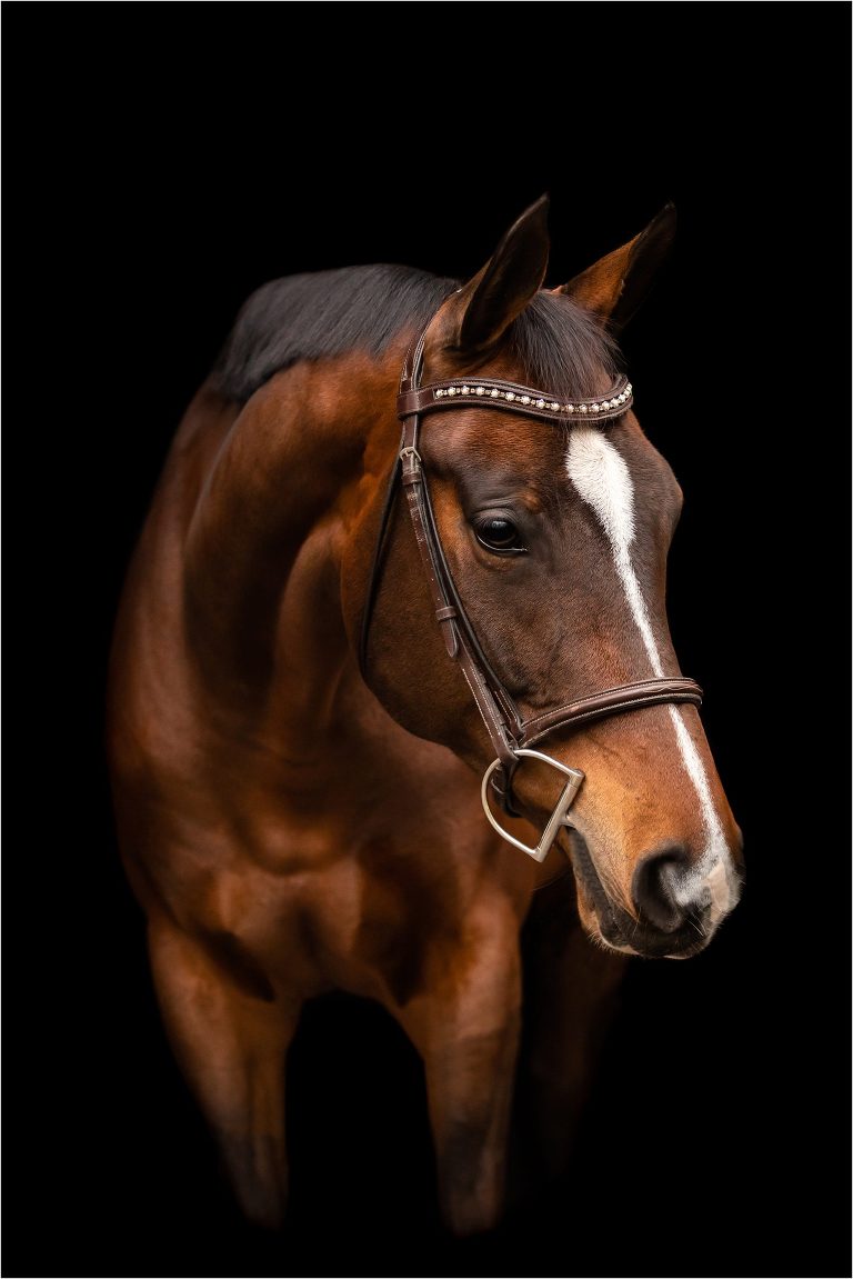 black background equine portrait by California Equine Photographer Elizabeth Hay Photography