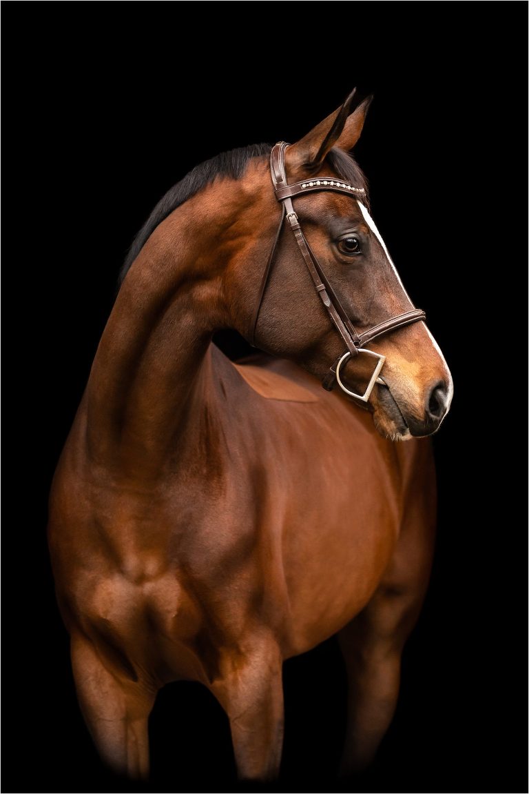 black background equine portrait by California Equine Photographer Elizabeth Hay Photography