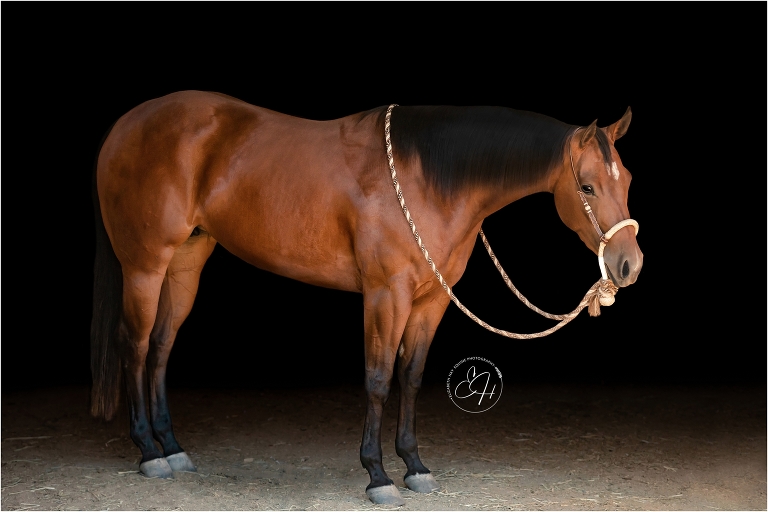 reined cowhorse equine black background portrait